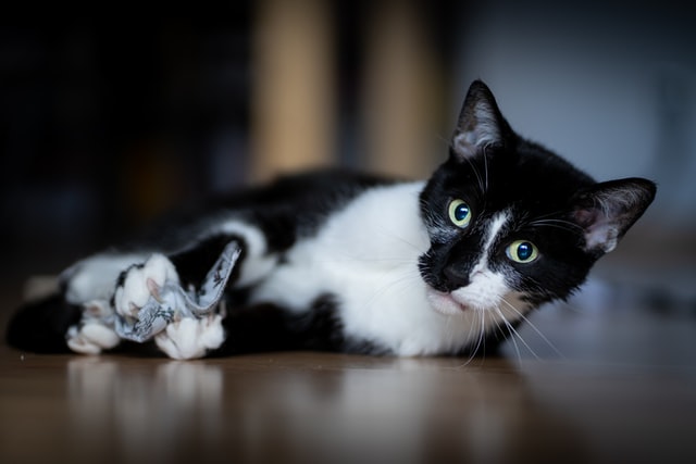 A cat plays with a toy.