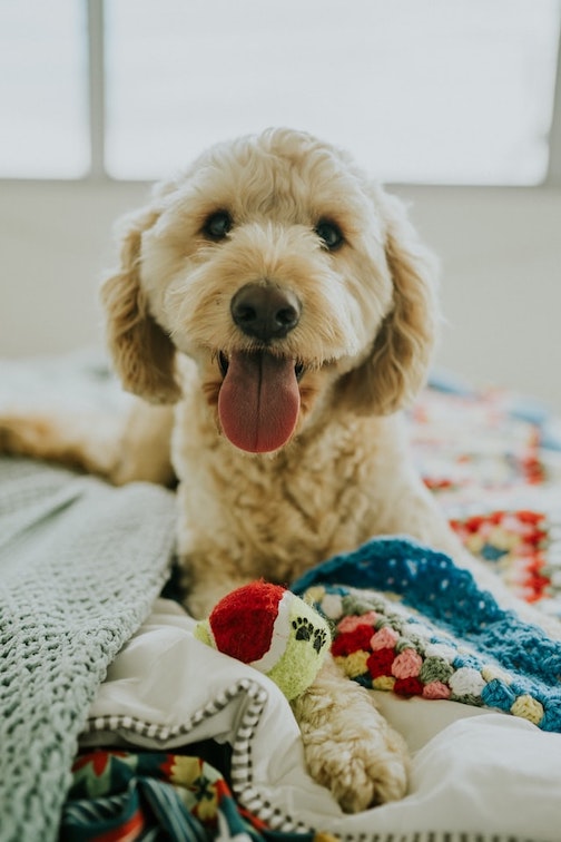 A happy goldendoodle plays with a toy.