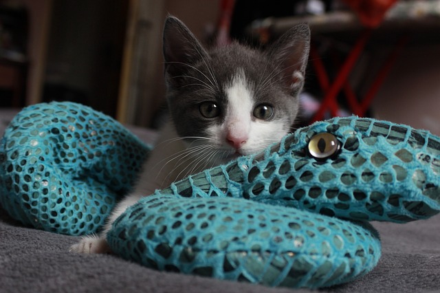 A kitten lies on his toy.