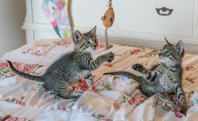 Two kittens play together.