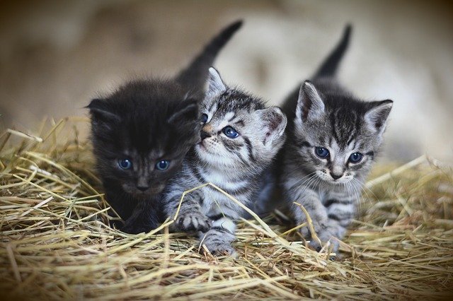 Three kittens crawl through some straw.