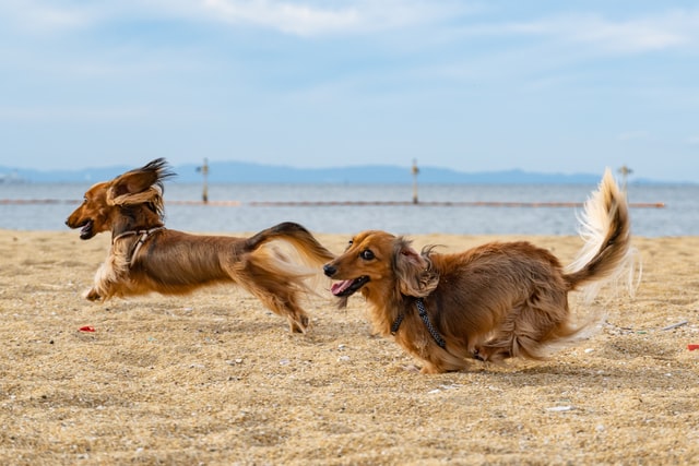 Two dogs run along the beach.