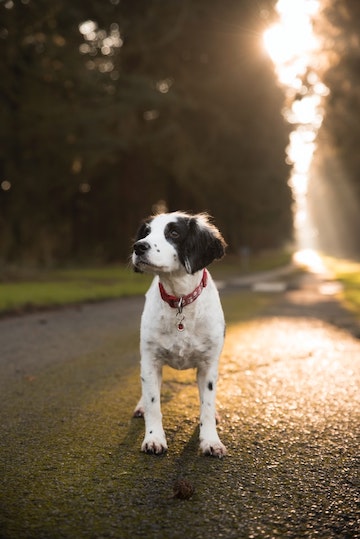 A young dog pauses on a walking path.