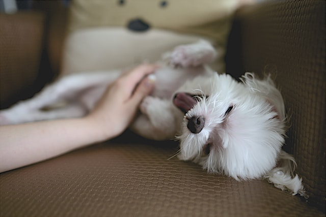 A puppy rolls over for a belly rub.