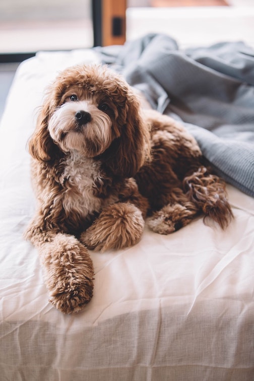 A Doodle relaxes on a bed.