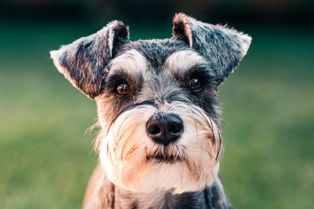 A miniature schnauzer poses for the camera.