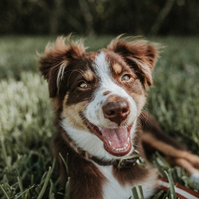 A smiling border collie enjoys the outdoors.