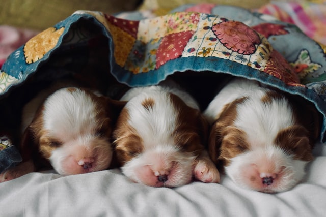 Three puppies sleep under a blanket.
