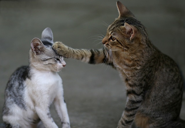 An adult cat pats a kitten on the head.