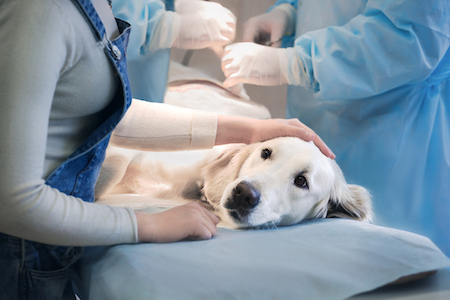 A retriever is prepared for surgery.