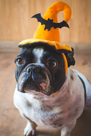 A dog poses in his Halloween costume.