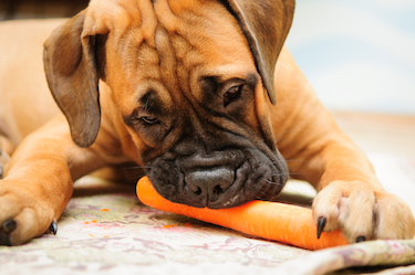 A bull mastiff chews on a carrot.