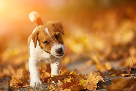 A puppy walks through fallen leaves.