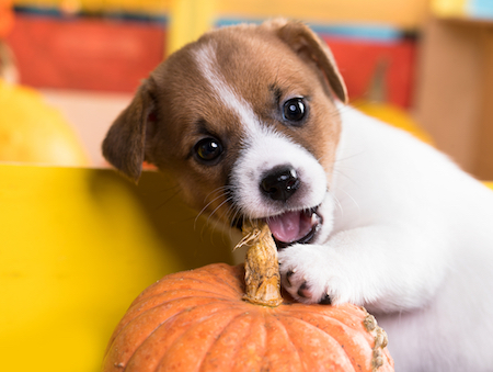 A puppy chews on the top of a pumpkin.