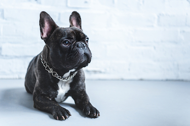 A French Bulldog sits on the floor.