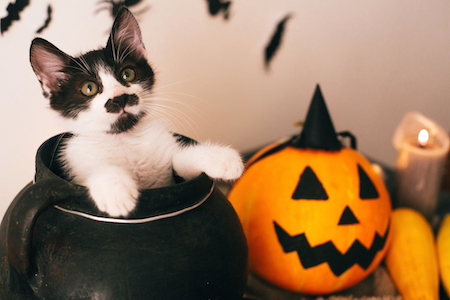 A cat is surrounded by Halloween decorations.