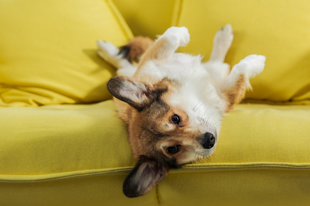 A dog rolls on his back on a yellow couch.
