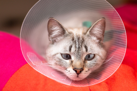 An unhappy cat wears an e-collar.