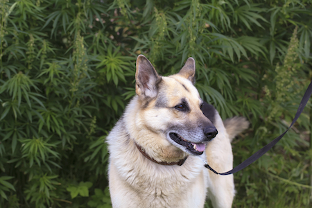 A dog stands by marijuana plants.