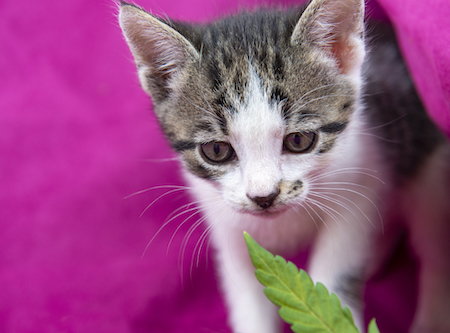 A kitten sniffs a marijuana leaf.