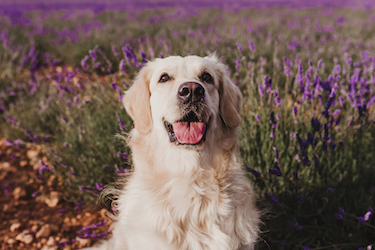 An English Golden Retriever poses in a field of lavender.