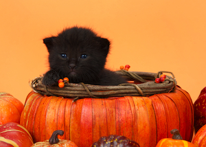 A kitten sits inside a pumpkin.