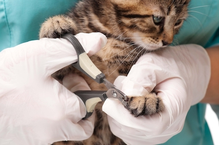 A cat gets her nails trimmed at the veterinary clinic.