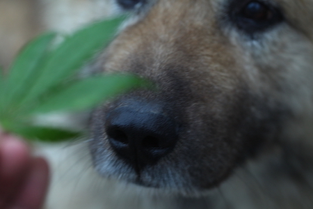 A dog sniffs a marijuana plant.