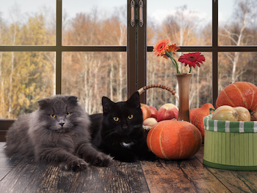 Two cats sit by Halloween decor.