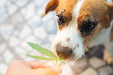 A Beagle mix sniffs a marijuana leaf.