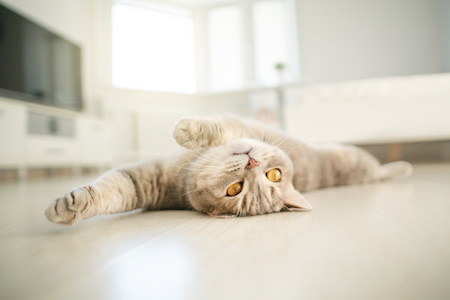 A cat lies on her back on the floor.