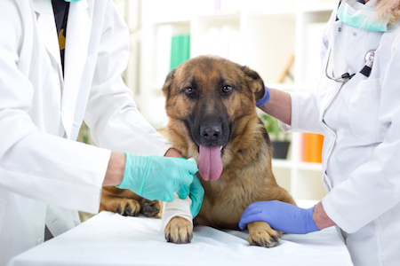 A large shepherd dog is attended by vet techs.