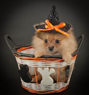 A puppy sits inside of a Halloween basket.