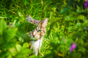 A cat hides in tall grasses and flowers.