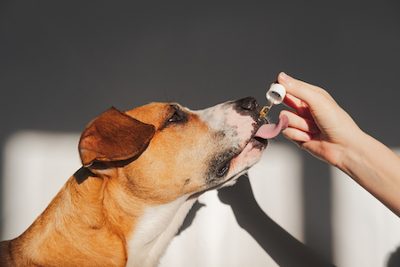 A Boxer mix eats a tincture of fish oil.