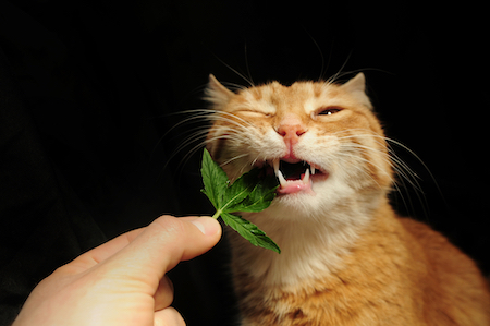 A cat nibbles on a marijuana leaf.