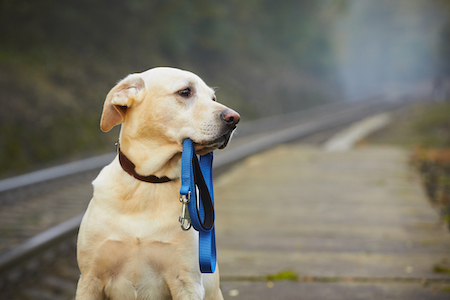 A Labrador retriever holds his leash, looking for his owner.
