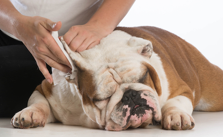 A bulldog gets his ears cleaned.