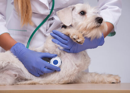A terrier is held by a veterinarian.
