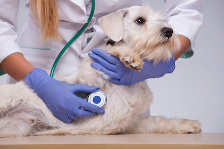 A terrier is held by a veterinarian.