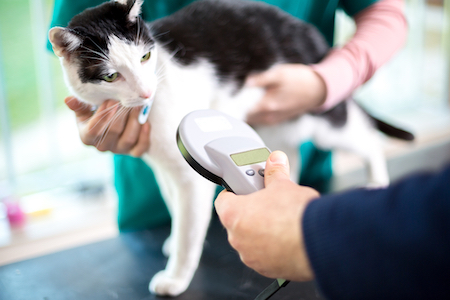 A cat's microchip is checked at the vet clinic.