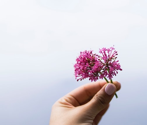 A woman holds some valerian herbs.