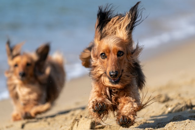 Two long-haired dachshunds run along the beach.