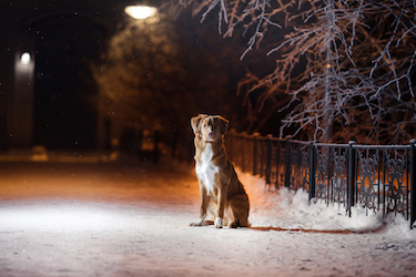 A retriever in the snow at night.