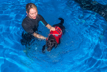 A water therapist works with a labrador.