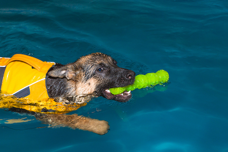 A German Shepherd plays during a water therapy session.