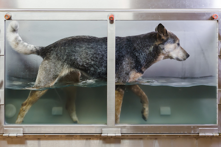 A dog works out in an underwater treadmill.