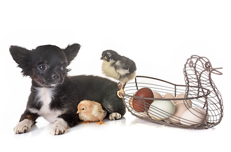 A chihuahua puppy hands with chicks and eggs.