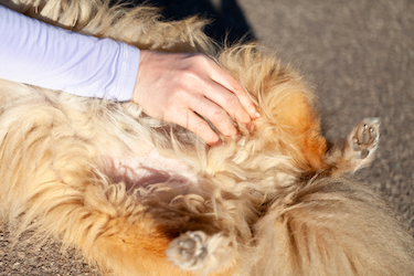 A pet parent checks for a femoral pulse in her dog.