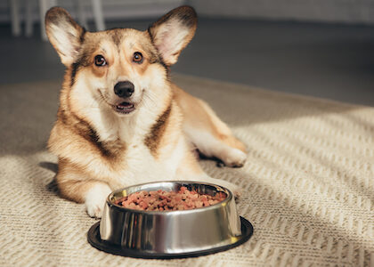 10 Superfoods for Dogs: What to Feed Your Pup